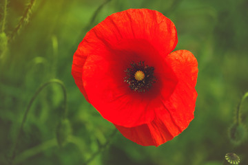 Fototapeta na wymiar Wild Red Poppy Flower