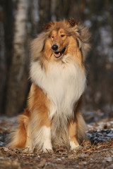Beautiful scotch collie in the forest