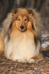 Amazing scotch collie lying in forest