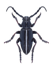 Beetle Dorcadion cinerarium