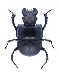 Beetle Lethrus apterus