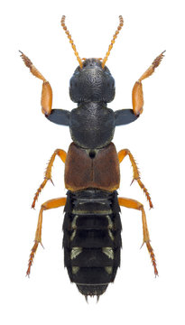 Beetle Staphylinus caesareus