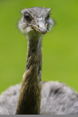 &Eacute;meu d&rsquo;Australie (Dromaius novaehollandiae)