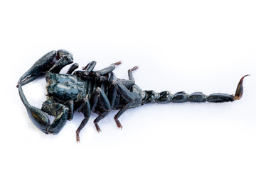 scorpion