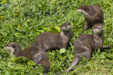 Loutre d'Europe