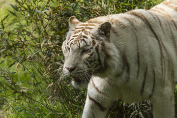 Tigre blanc