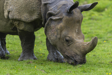 Fototapeta premium Rhinocéros (Rhinocerotidae)