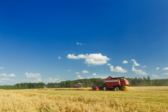 Several combine harvesters working on oats farm field under blue sky during hot summer day