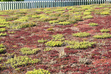 Green Roof / Grassing on a roof