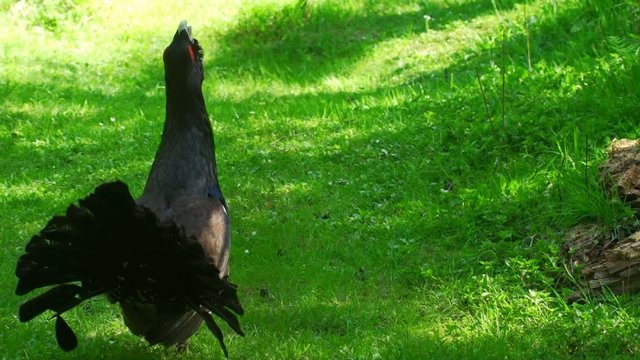 Auerhahn in Balzstimmung