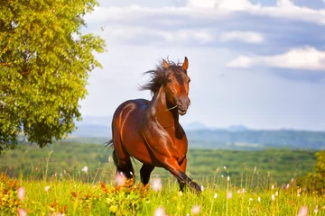 Papier Peint photo autocollant Chevaux beau cheval saute sur un pré vert