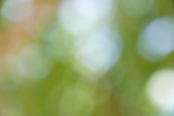 Obraz premium green bokeh from tree can be used as background