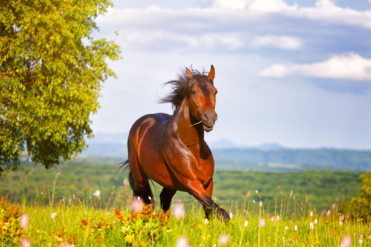 Fototapeta beautiful horse jumps on a green meadow