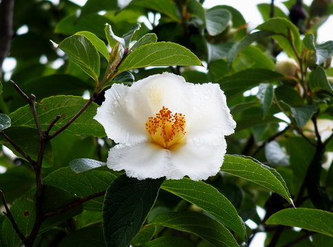 沙羅双樹 Images – Browse 119 Stock Photos, Vectors, and