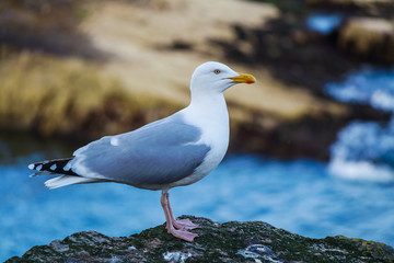 Herring sea gull