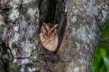Close up of Collared scops owl (Otus lettia) 