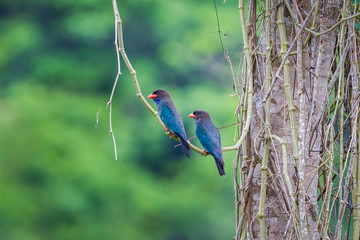 Couple of Dollar roller (Eurystomus orientalis) ational park,Thailand