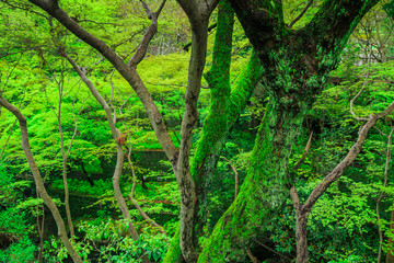 GREENERY FOREST