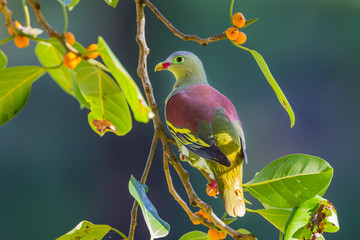 Portrait of Thick-billed Green Pigeon (Treron curvirostra)  