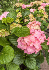 Sale of pink hydrangeas