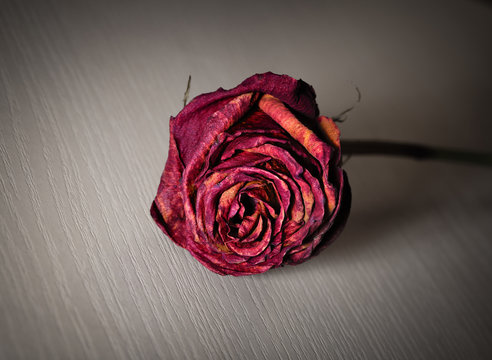 Withered rose on a wooden surface