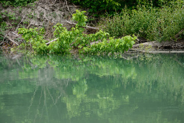 Obraz na płótnie Canvas Plants in the water of a river