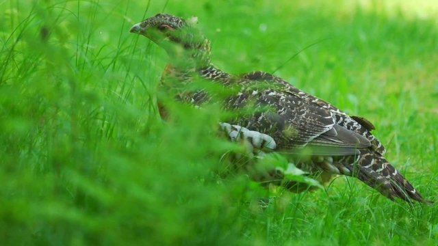 Auerwild
