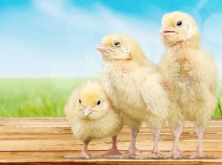 Three, isolated, pets.