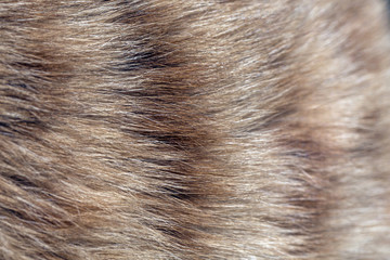 Fur of cat close up image for background. Bright red and orange natural fur of domestic cat macro