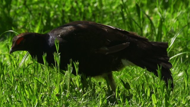 Birkhahn - Birkwild