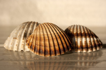 shells