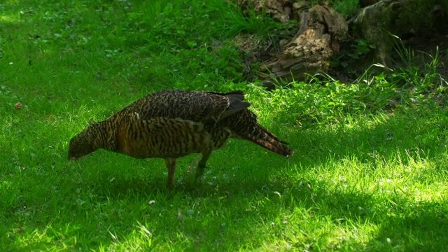 Auerwild