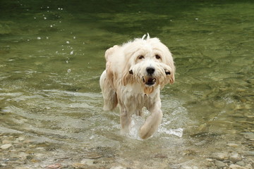 Hund apportiert Stock im Wasser