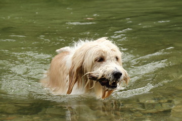 Hund apportiert Stock im Wasser