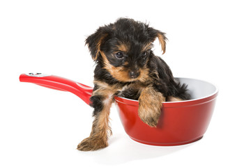 Sweet Puppy Yorkshire Terrier in a red pot