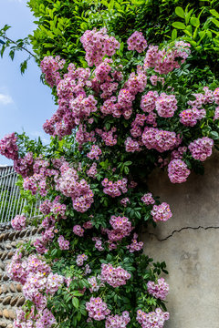 Le rosier grimpant en fleurs