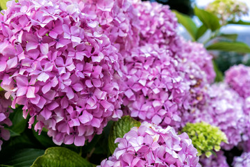 Beautiful purple flowers at green field.