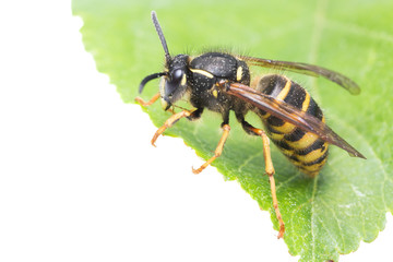 Wasp on leaf, white background with copy-space