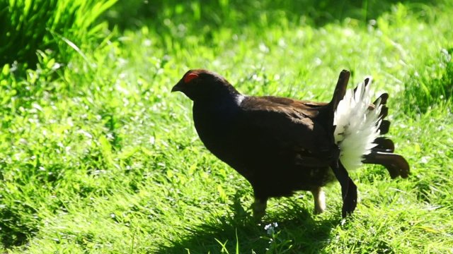 Birkhahn - Birkwild