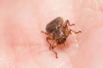 Louse fly, Hippoboscidae with missing wings crawling on human skin