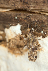 Montescardia tessulatella 