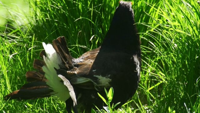 Birkhahn - Birkwild