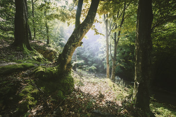 sun beam in green forest