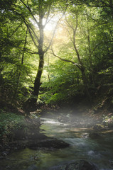 Fototapeta premium river through green forest in summer