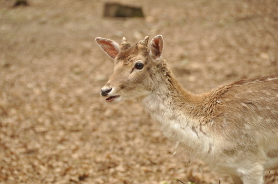 piccolo cerbiatto di profilo