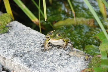 Froschkönig 