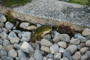 Froschkönig 