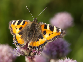 motyl © Henryk Olszewski