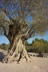 Printed kitchen splashbacks Olive tree Old olive tree