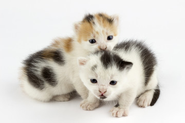 Kittens
